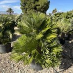 Palmička nízka (Chamaerops Humilis) ´VULCANO´ - výška 140-150 cm, kont. C130L/C160L - VIACKMENNÁ - EXEMLPÁR (-15°C)